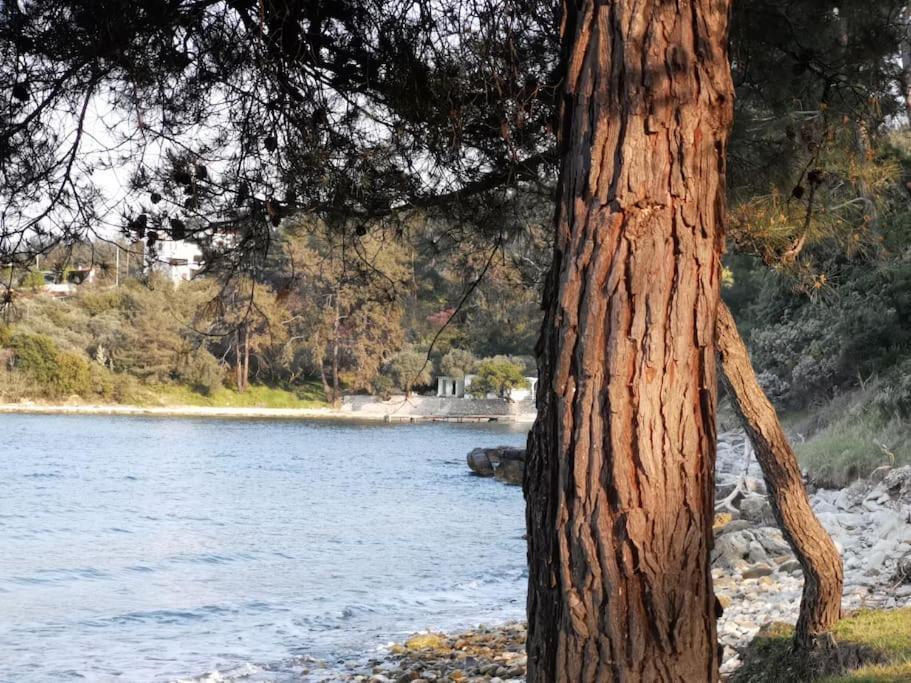 Central Thassos Apartment 3 מראה חיצוני תמונה